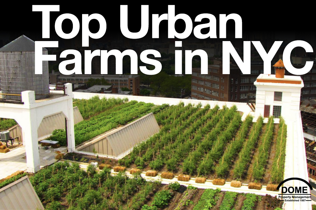 Top-Urban-Farms-in-NYC-Where-Sustainability-Meets-City-Life-DOME-Property-Management